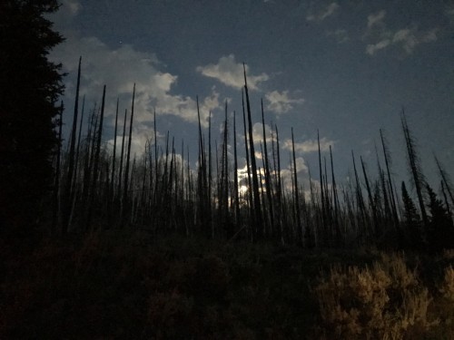 Lower Nuck - Moon through burned forest